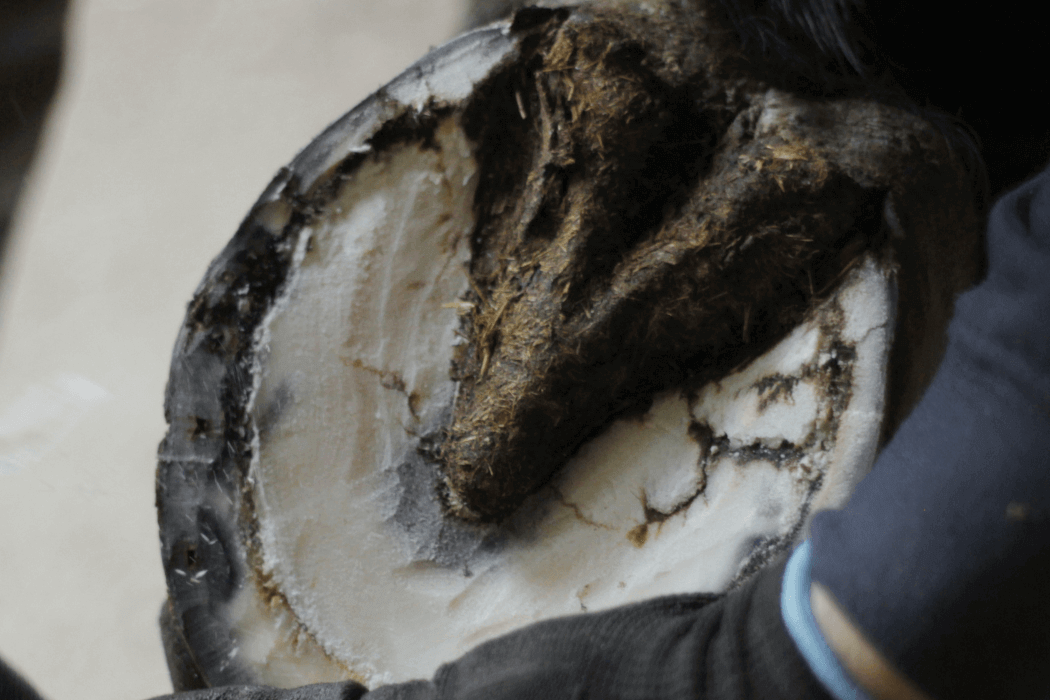 Strahlf&auml;ule Pferd